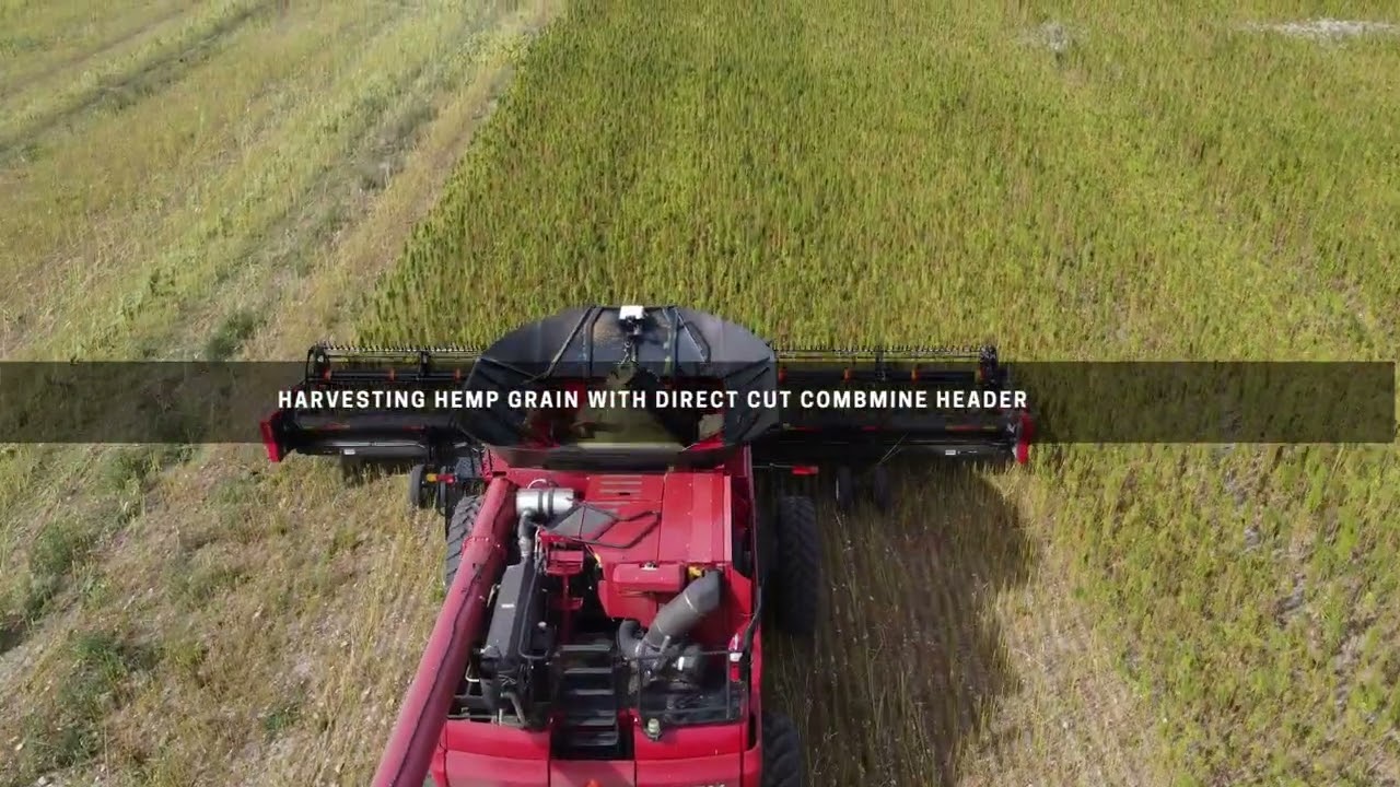 Harvesting industrial hemp fiber and grain