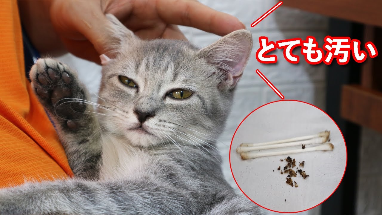 【猫耳掃除】耳がとても汚れた猫 , 耳掃除中赤ちゃんみたいな猫がかわいい！