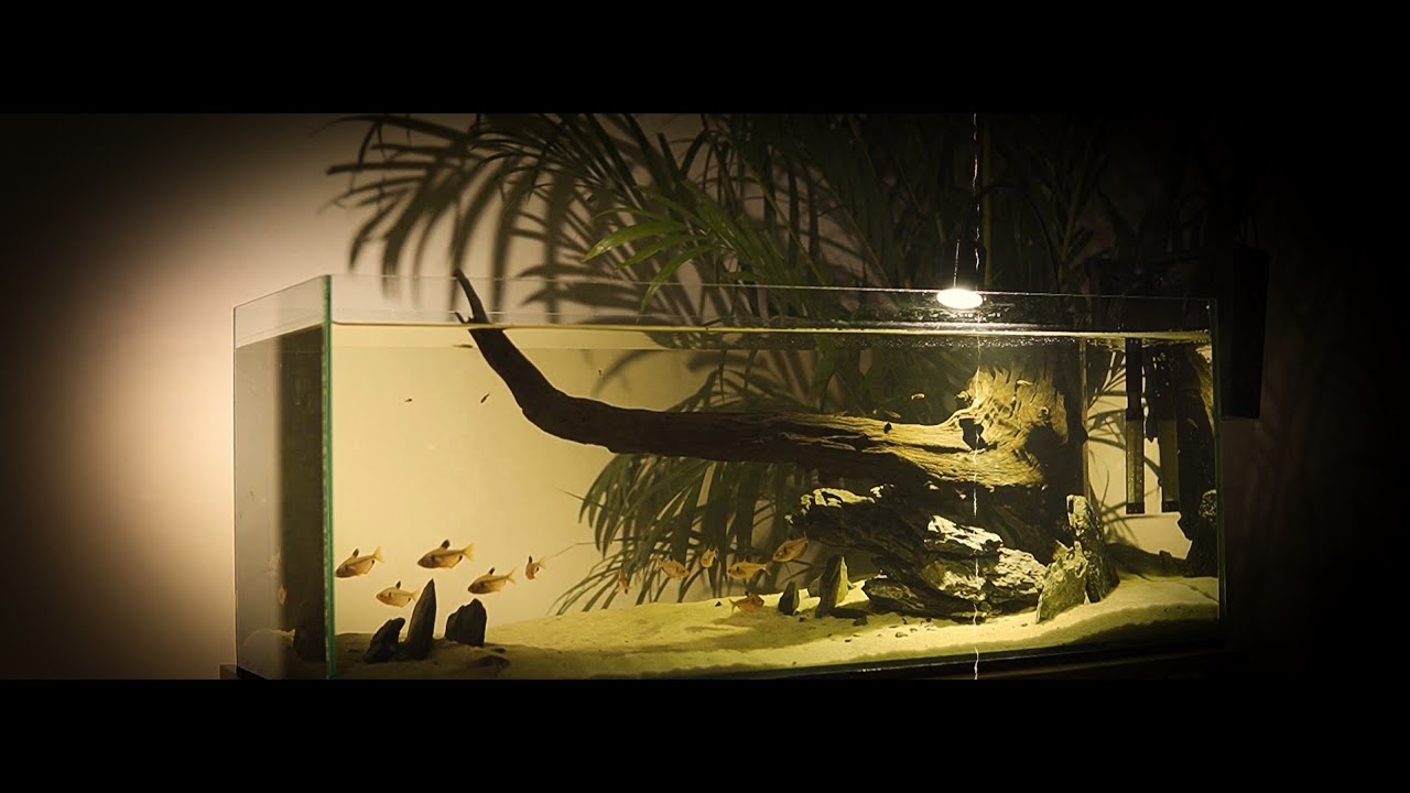 Relaxing time with Aquarium fish tank #4 | Shinark Aquascaper