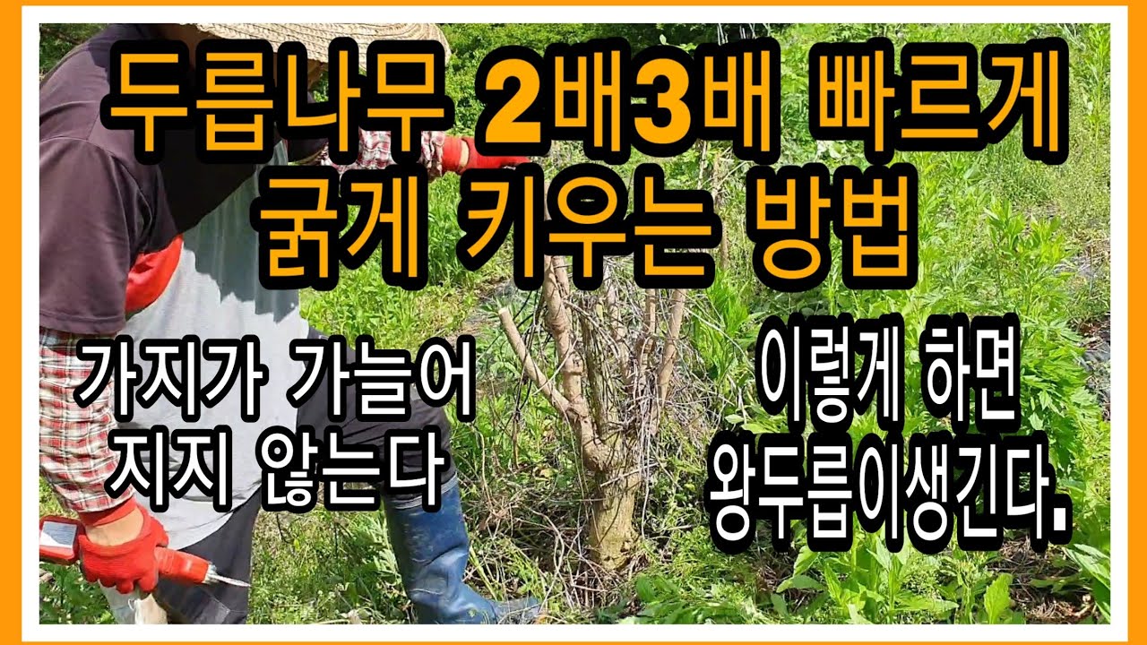 두릅나무2배3배 빠르게 굵게 키우는 방법