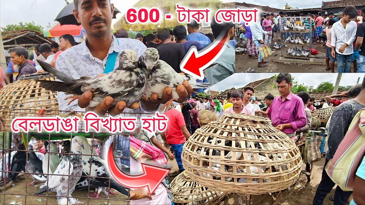 600-জোড়া গিরিবাজ কবুতর 😯 Beldanga Hat Murshidabad | Beldanga Pigeon Market 🔥| বেলডাঙা কবুতরের হাট 🕊