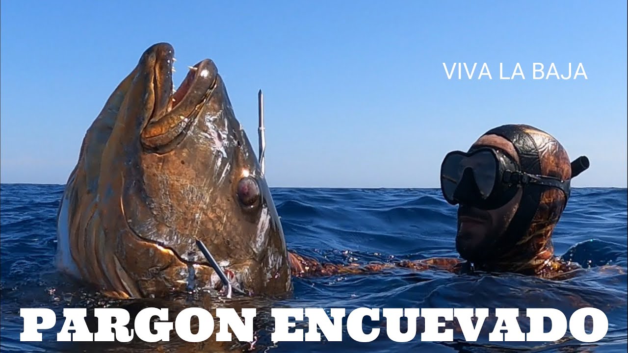 PARGO CUBERA SPEARFISHING MEXICO BAJA SUR