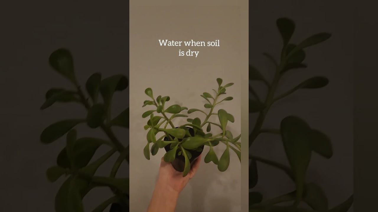 Senecio Jacobsenii #succulent #jadeplant #easyplant #indoorplants