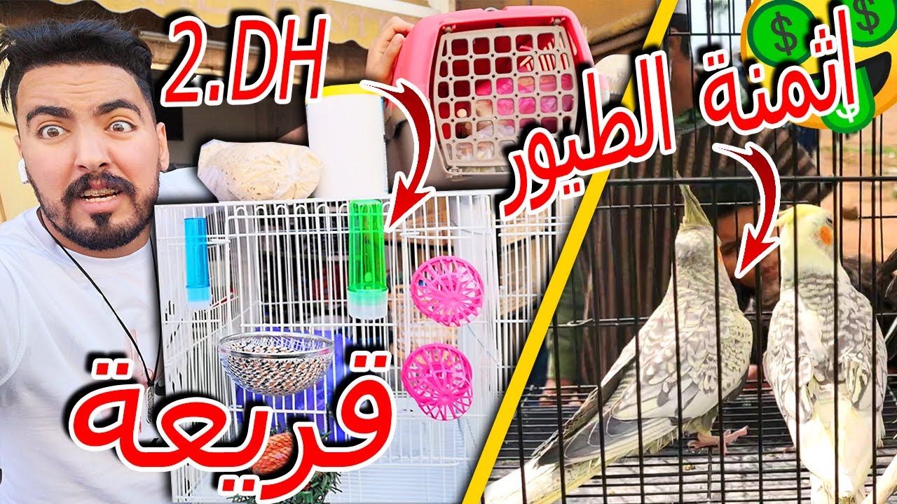 اتمنة الطيور 🦜 اتمنة الأكل🌽و الأقفاص في سوق القريعة 🤑|اكبر سوق للحيوانات في المغرب 😮| مبلبلا بزااف😂🔥