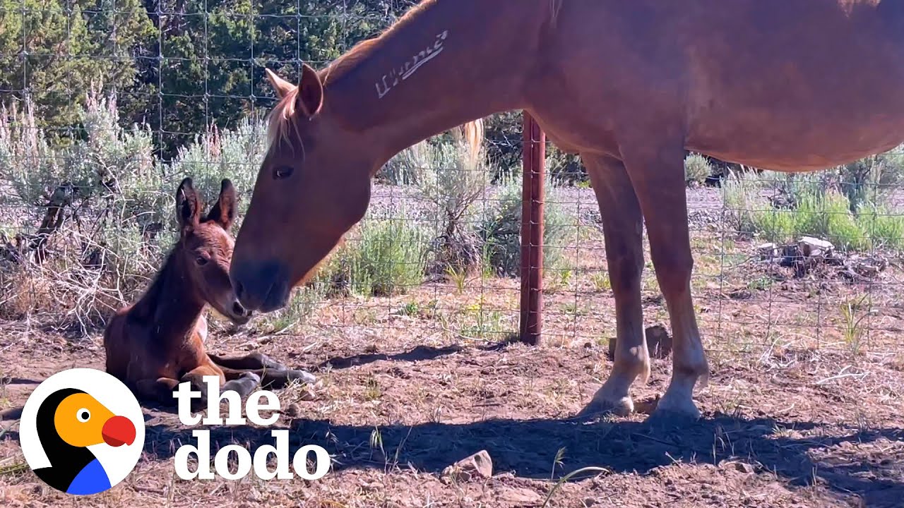Rescued Wild Horse Gives Birth To A...😍 | The Dodo