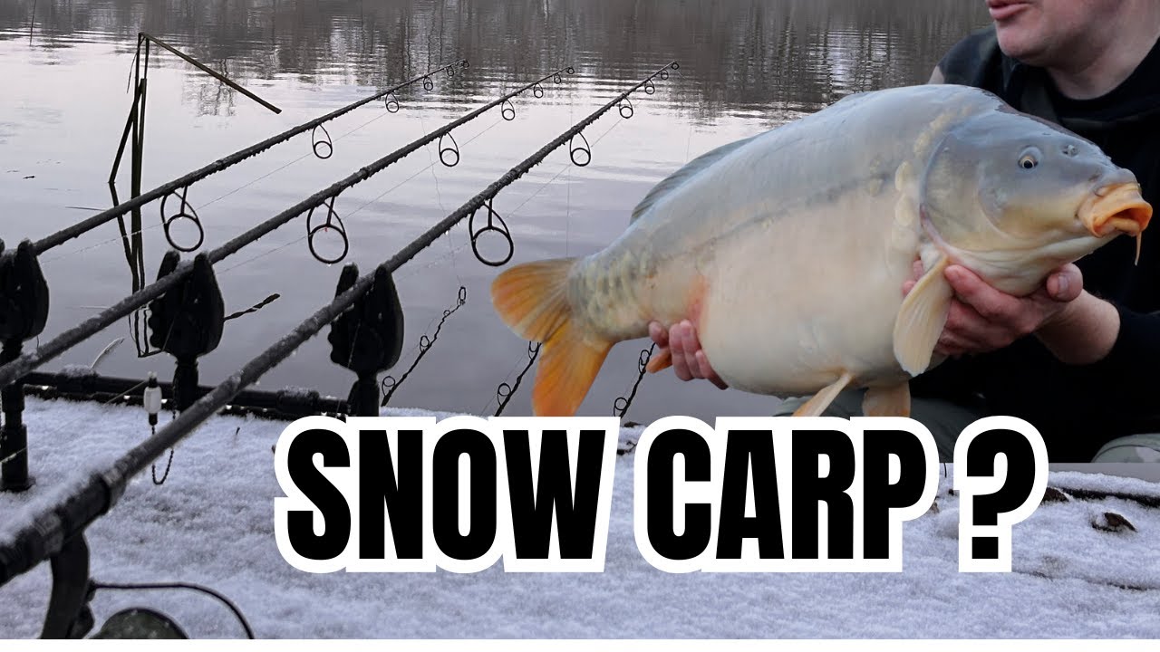 CARP FISHING - SNOW CARP ?? Linear fisheries & Westmoor Fisheries roundup.