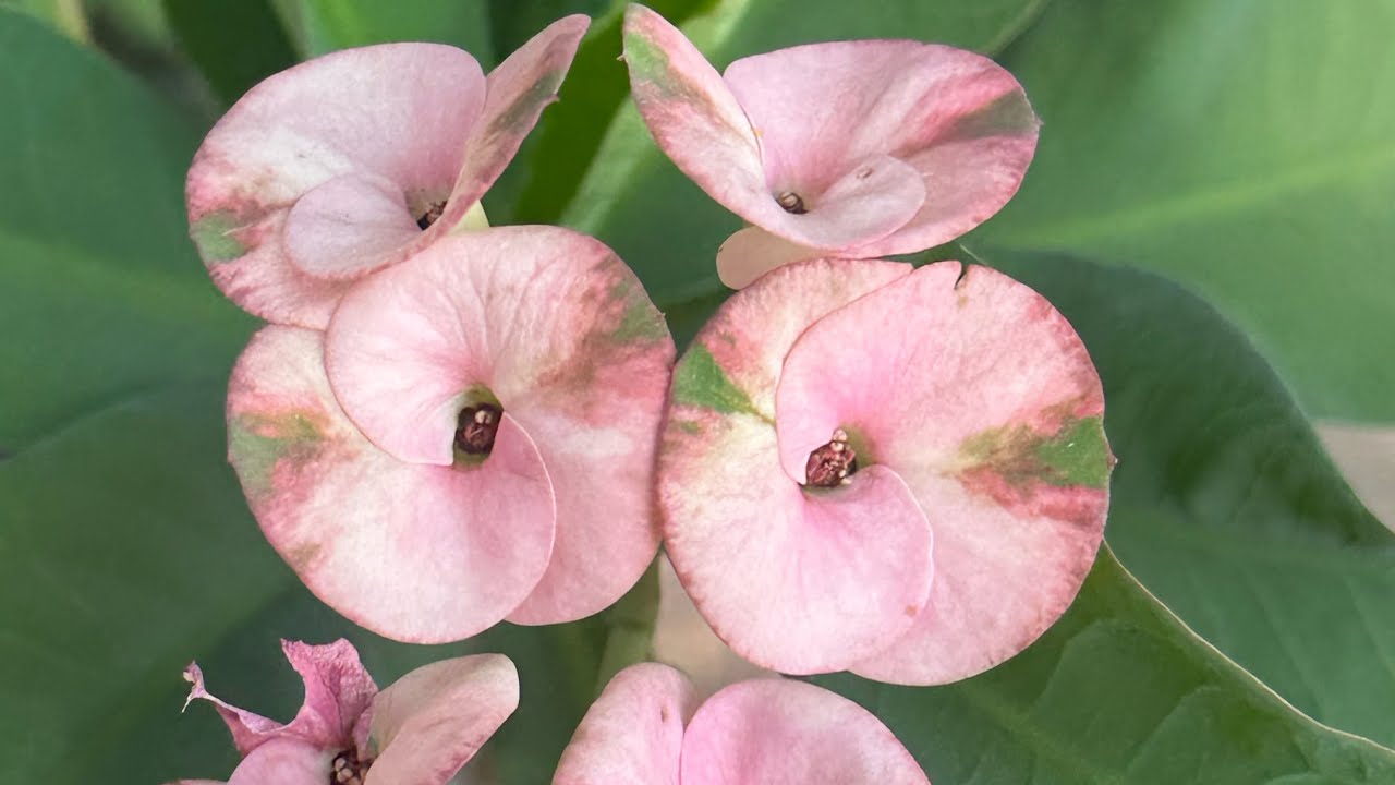 Nuevo Sustrato Para Coronas De Cristo #coronasdecristo #plantas #jardin