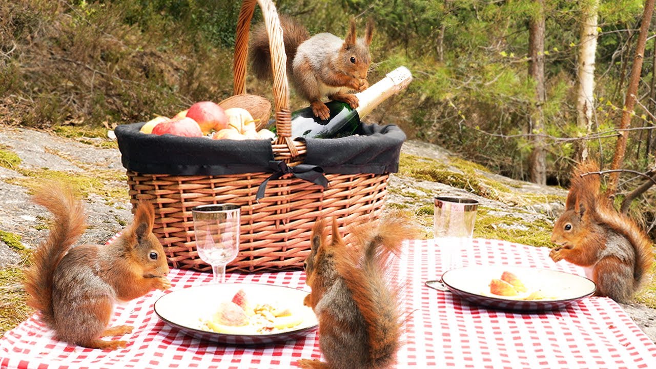 Picnic with Squirrels & Relaxing Birdsong (4K)