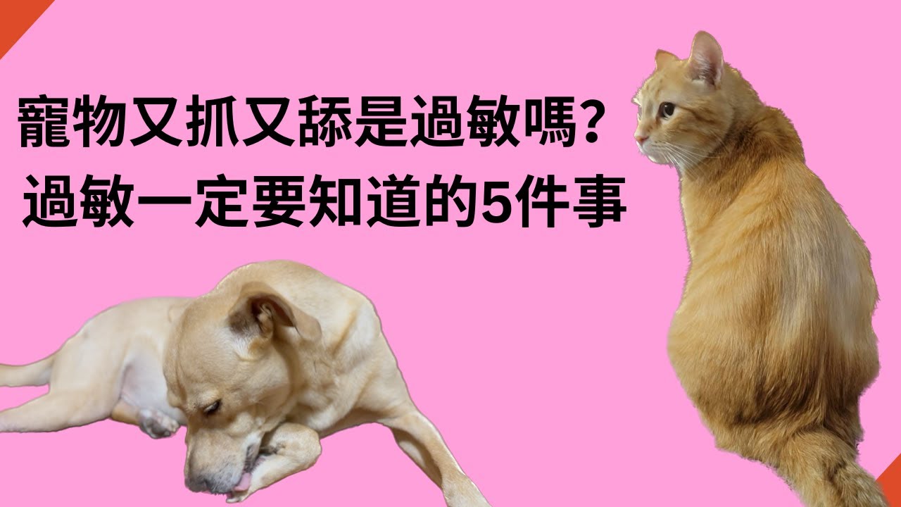 寵物過敏一定要知道的五件事