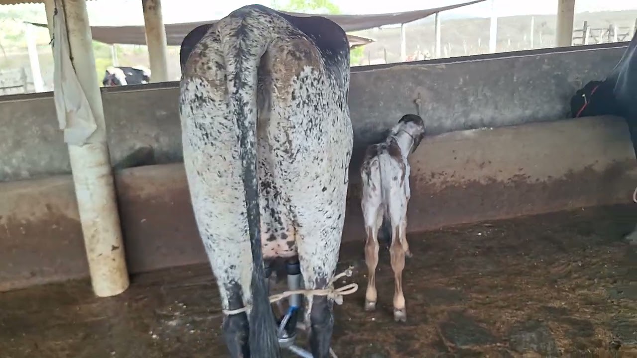 OFERTA DE DUAS NOVILHAS GIROLANDA COM 25 KILOS.LPC.CARUARU-PE.PREÇO 18 MIL AS DUAS. W.81999166314. 