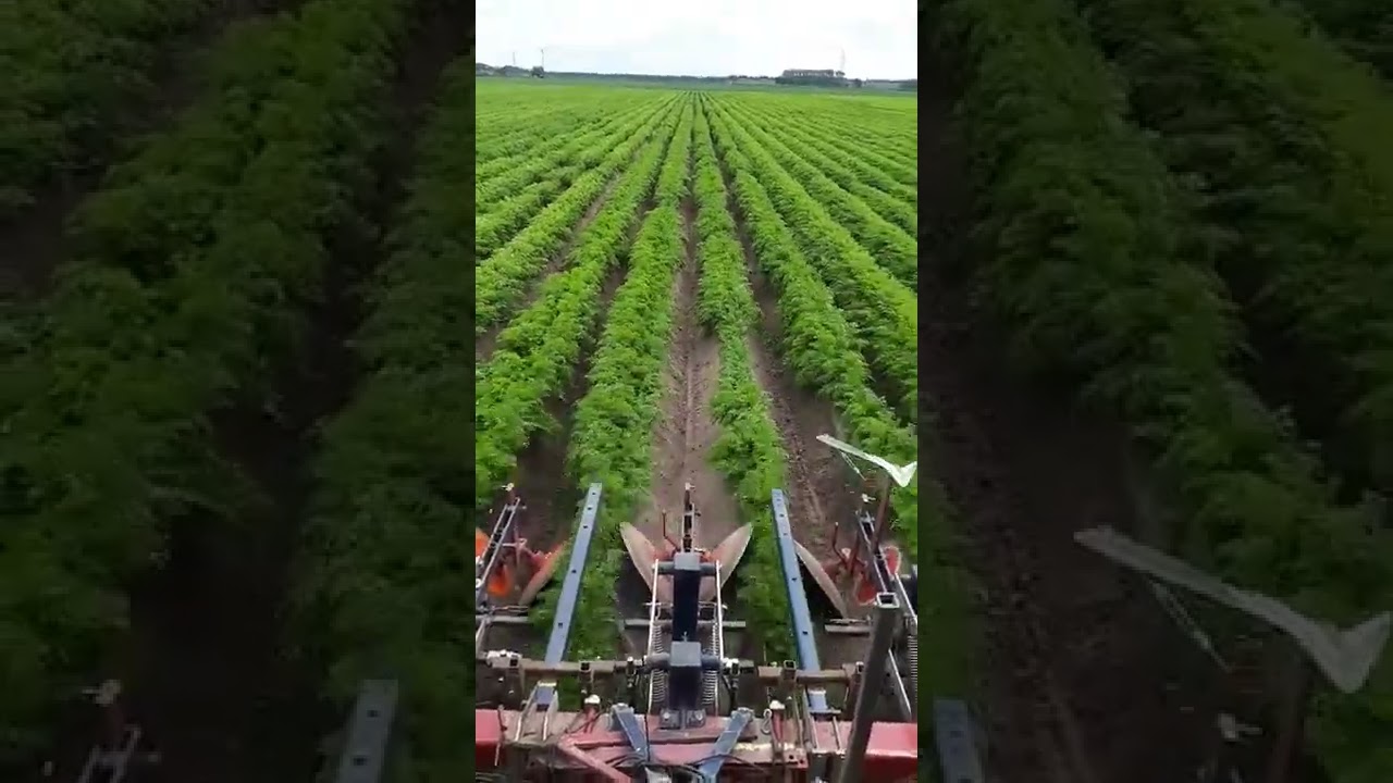 FARM LIFE WEEDING CARROTS 23 #SHORTS