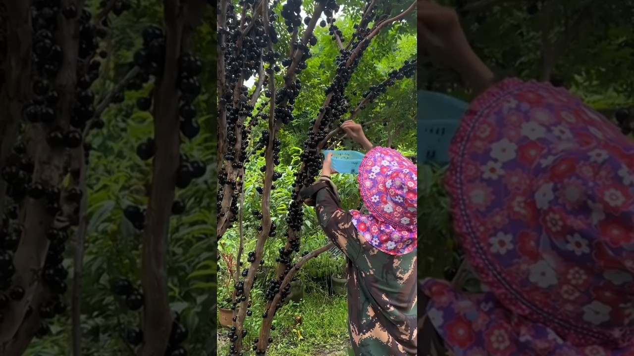 Jabuticaba &ndash; The Strange & Delicious Tree Fruit! #shorts