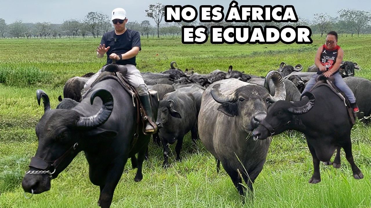 CRÍAN 2000 BÚFALOS en la costa Ecuatoriana, Terminamos montando uno 🐃 I GEOLEMA