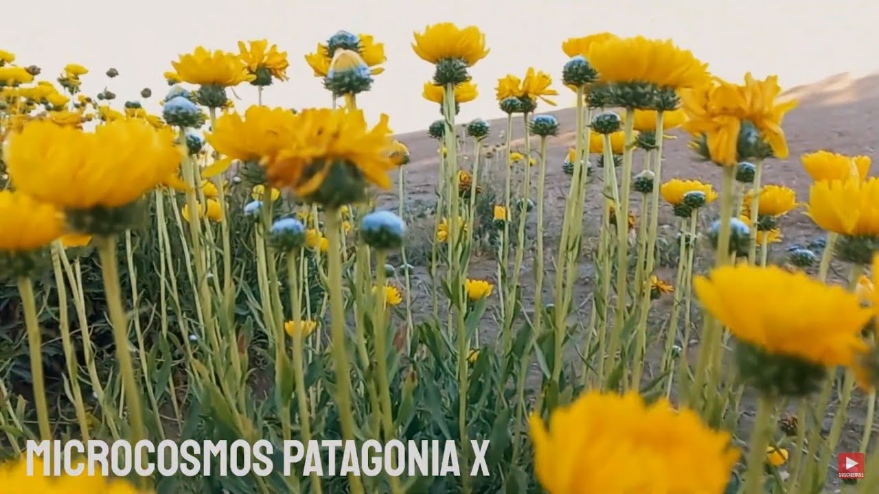 MICROCOSMOS PATAGONIA X- Celina Vacca & Alfredo del Castillo