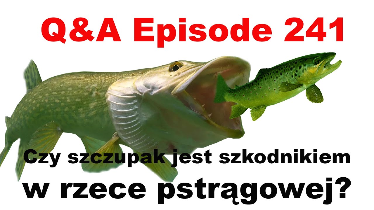 Вопросы и ответы, выпуск 241 - Является ли щука вредителем в реке, где водится форель?
