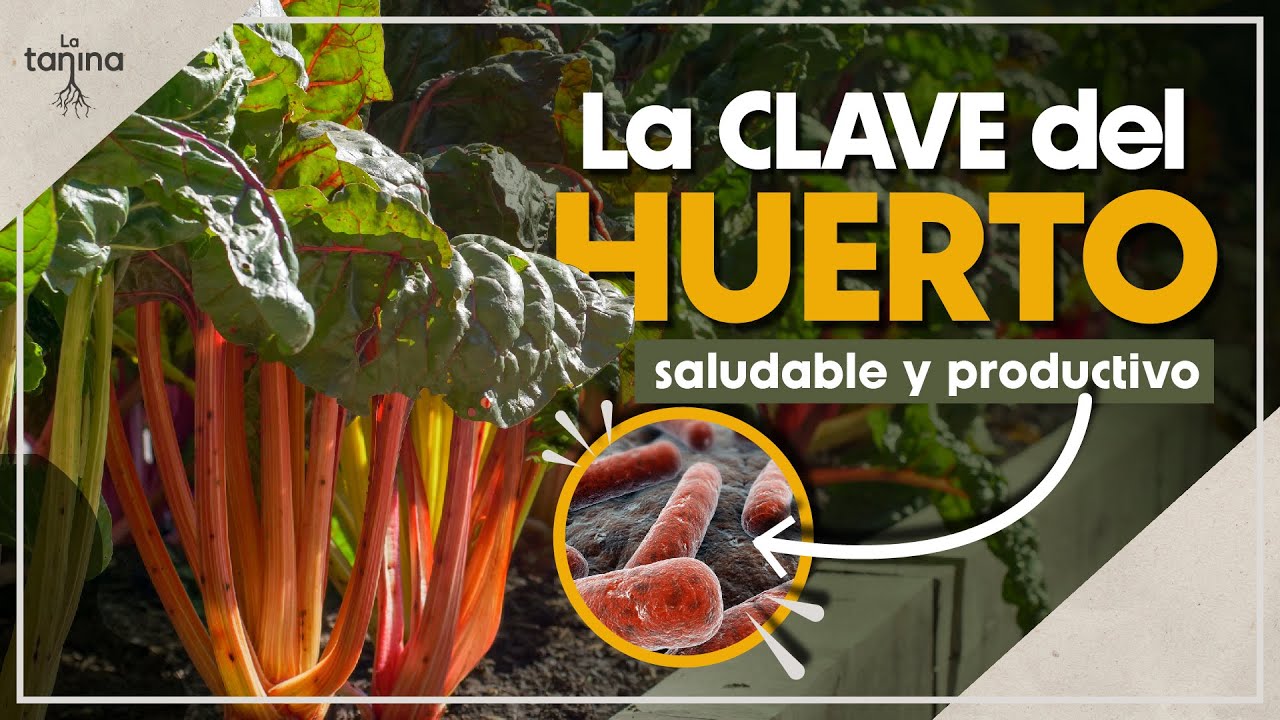 Bacterias nitrificantes: El secreto mejor guardado de un huerto sano y productivo 🌱🔬