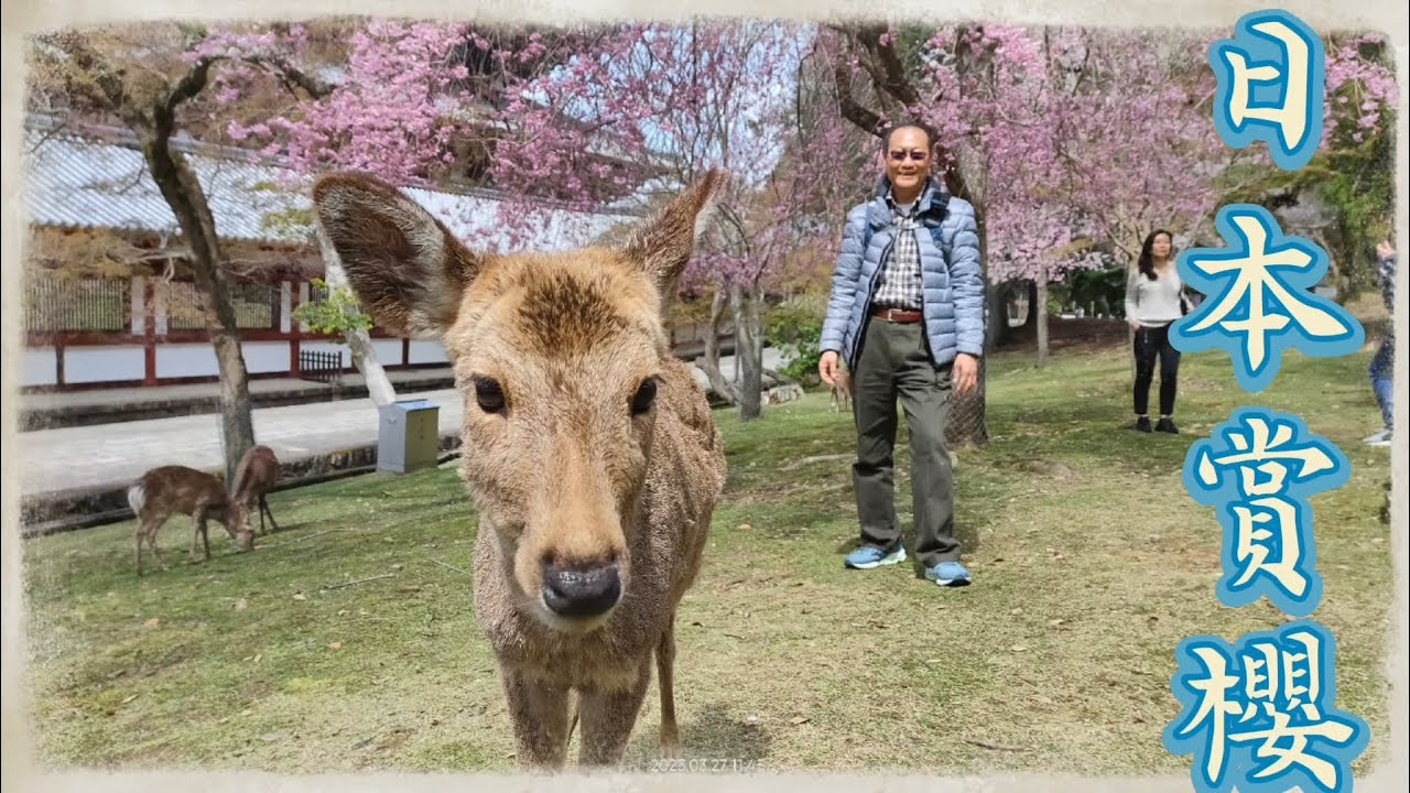 [旅遊] 1日本•賞櫻•奈良 賞櫻15天 奈良公園 東大寺 春日大社 興福寺 世界遺產 鹿 櫻花 (2023.03.26~04.09)