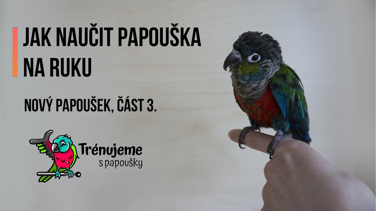 Jak naučit papouška na ruku | Nový papoušek, část 3.