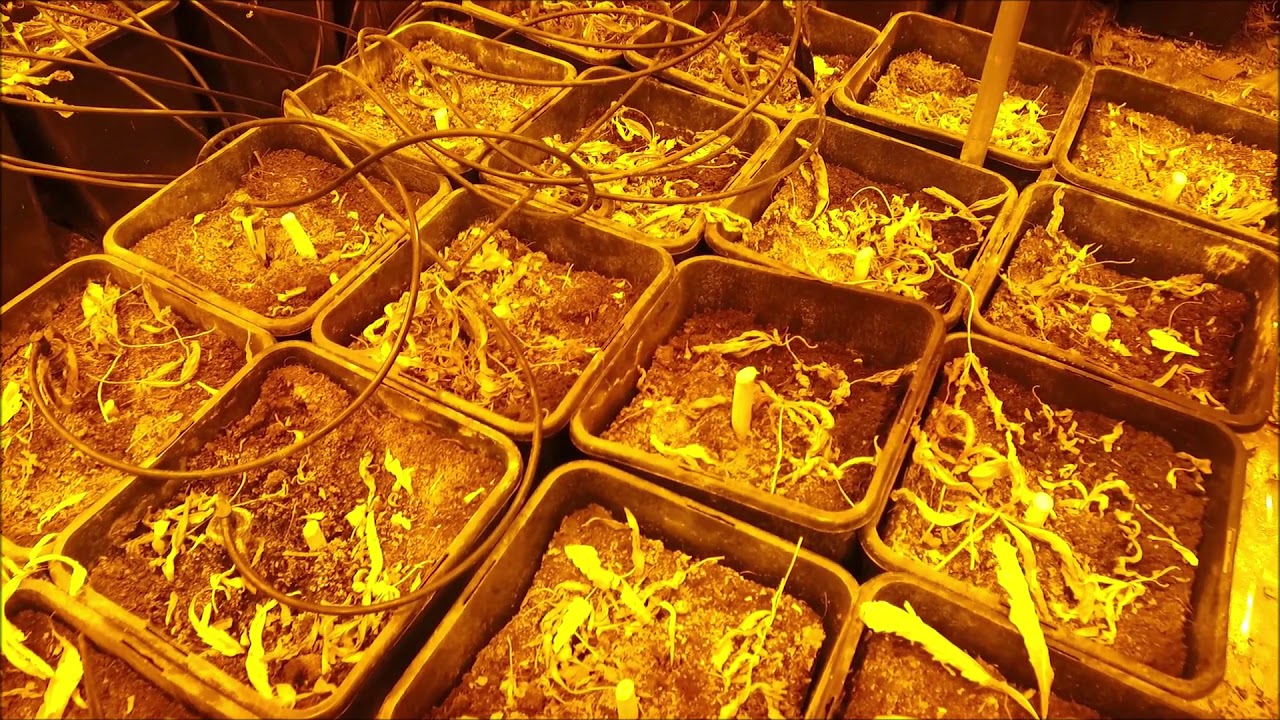 Policja Choszczno Zlikwidowana Plantacja Marihuany