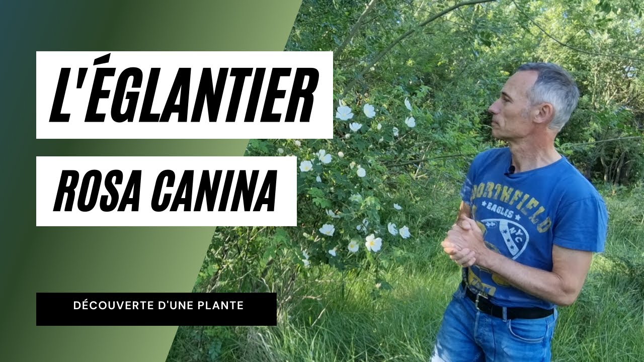 L'églantier en fleurs