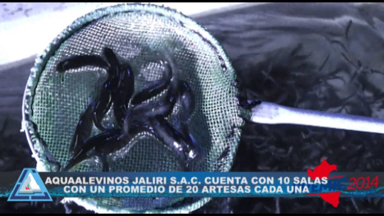 AquaAlevines JALIRI: “Emprendedores de altura
