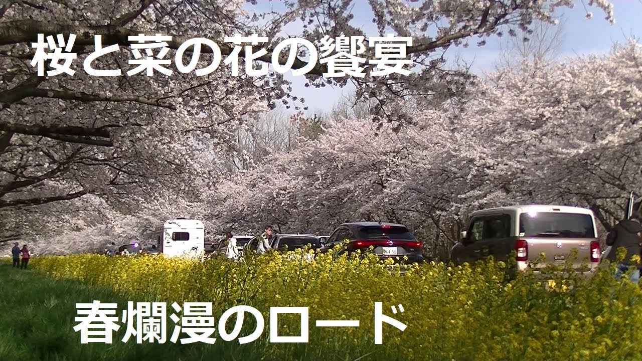 満開の桜 2025　桜・菜の花ロード　秋田県 大潟村