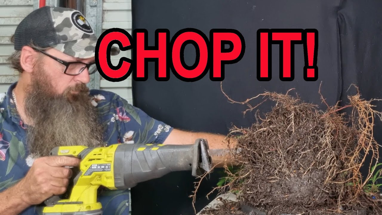 Swamp Cypress gets turned into Bonsai.