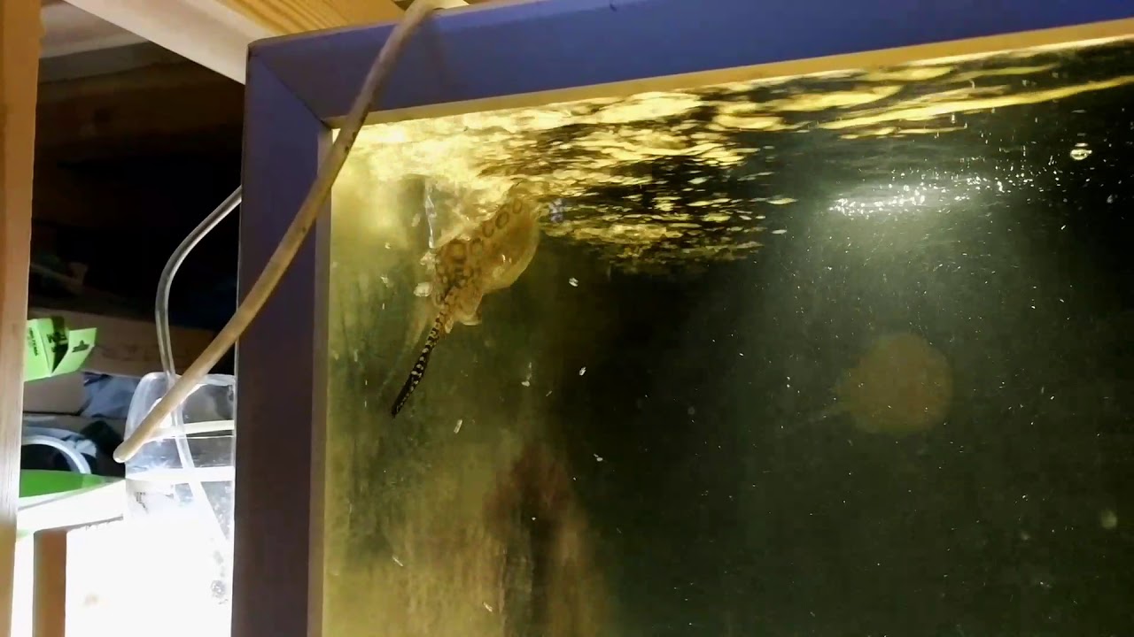 Stingray pups doing flaps and flips