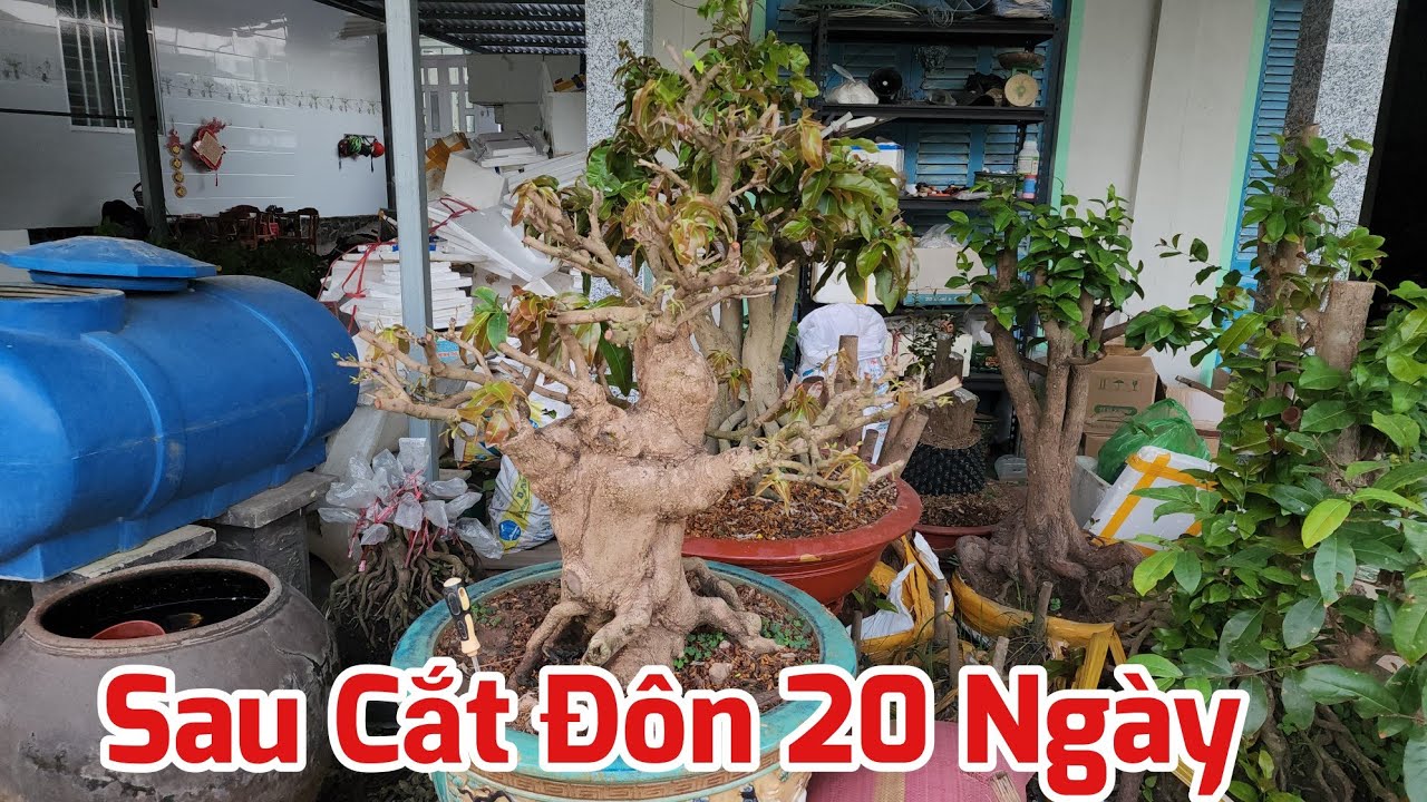 Cập Nhật Các Cây Mai Sau Cắt Đôn 20 Ngày