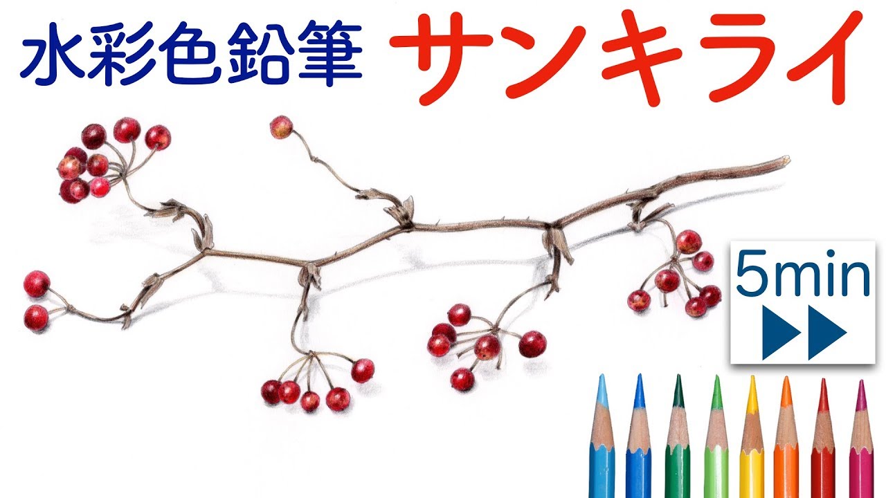【水彩色鉛筆】サンキライを描くSmilax glabra drawing with watercolor pencils