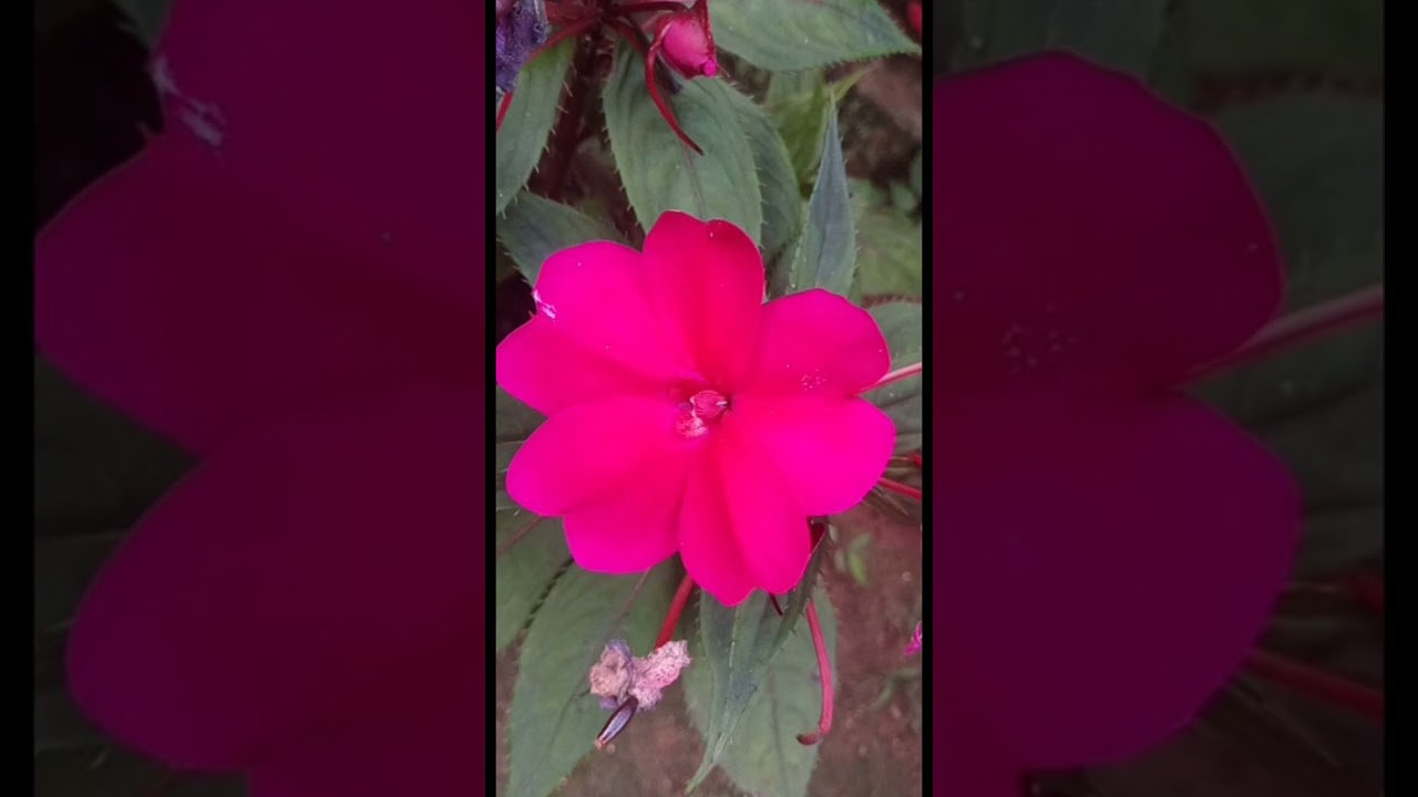 2026 ൽ 26 കളർ ബോൾസം ചെടികളുമായി#gardening #ബോൾസം പ്ലാന്റ് #nature#flowers#