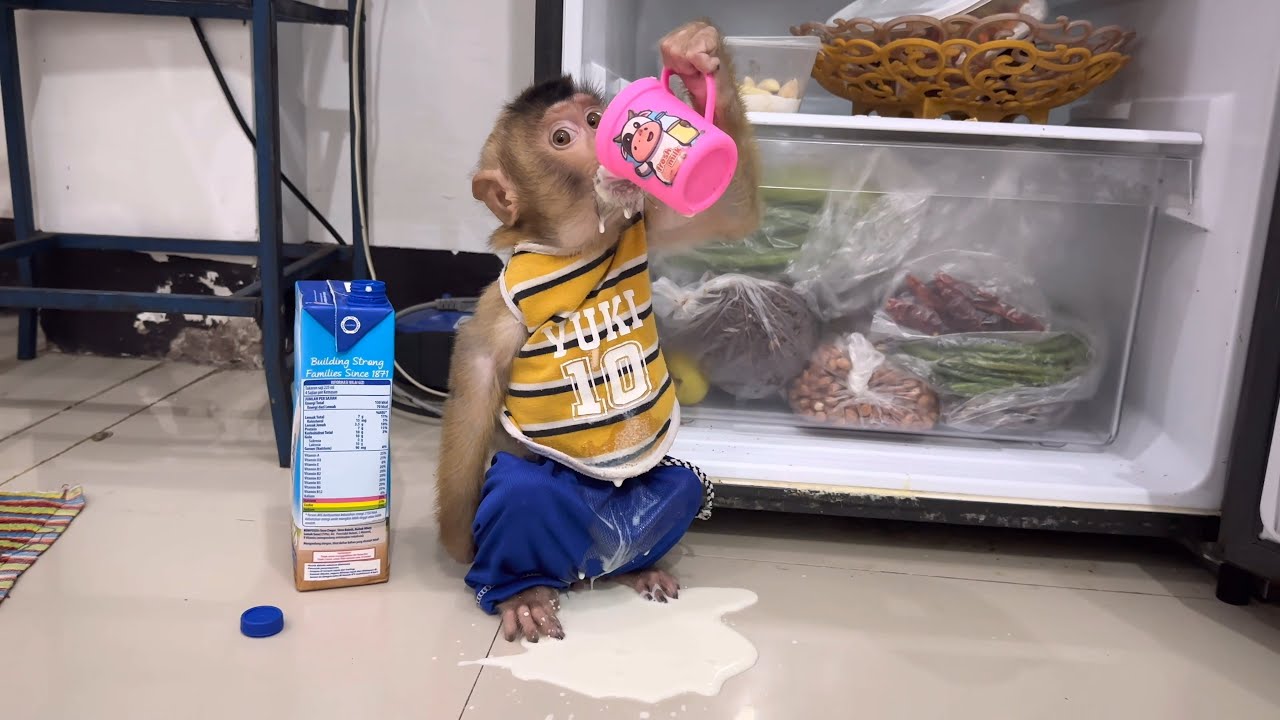 Катастрофа на маминой кухне! Сможет ли Альфа спастись? 😱