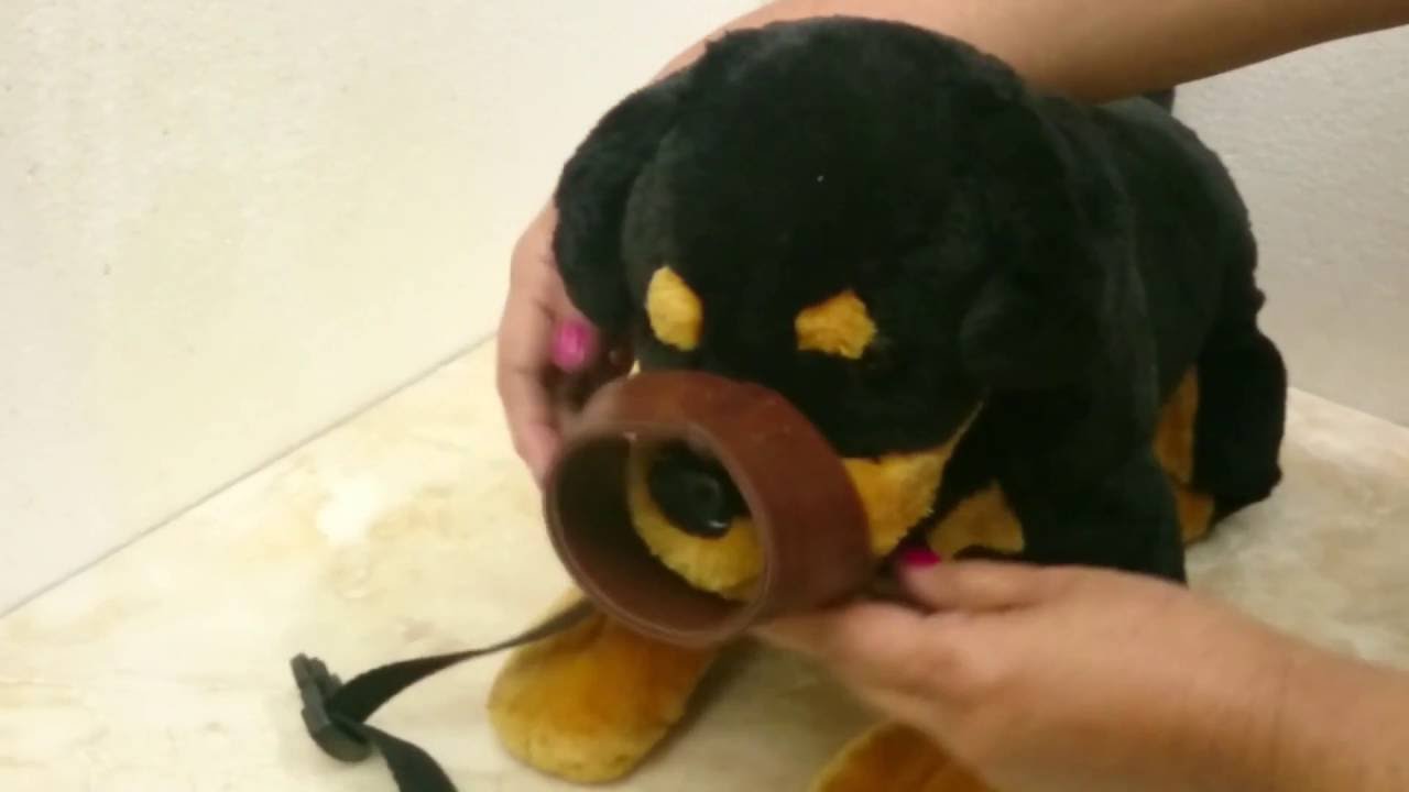 Como  hacer Un Bozal  para Perro mediano.