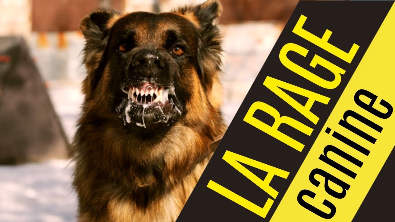 LA RAGE (chez le chien)
