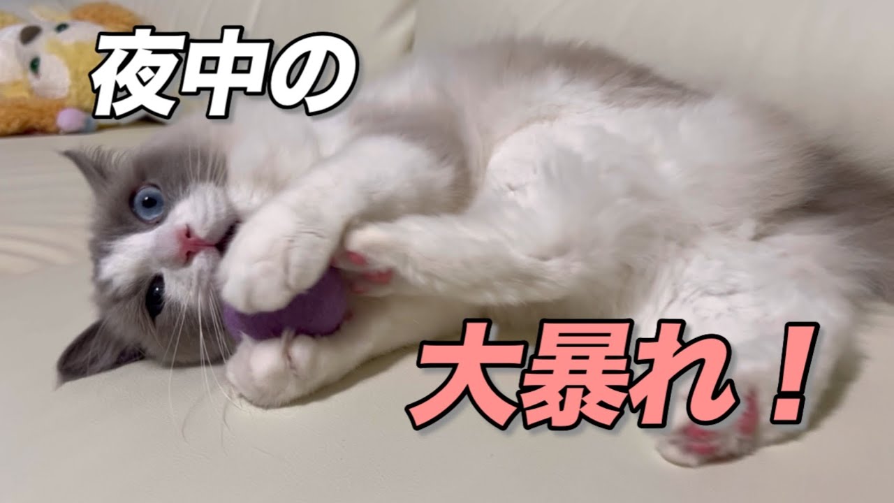 ゆきちゃん暴れちゃいます！/Yuki goes wild! 