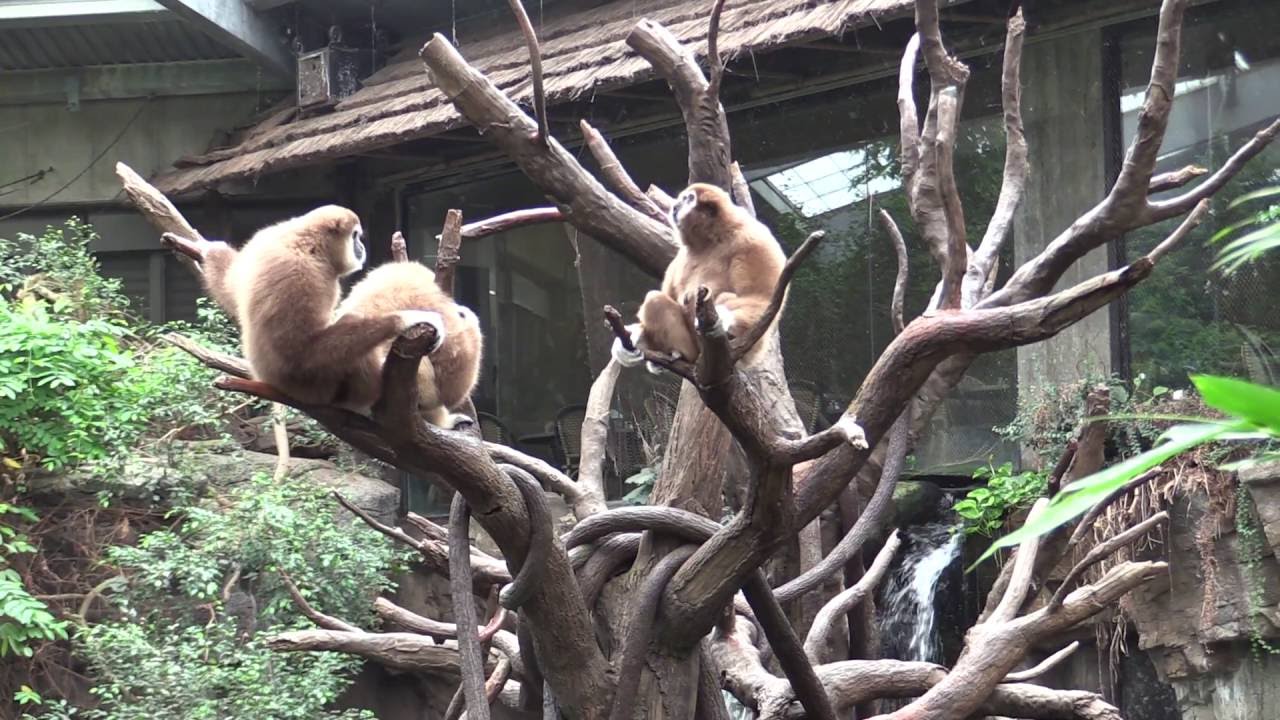 Lied Jungle