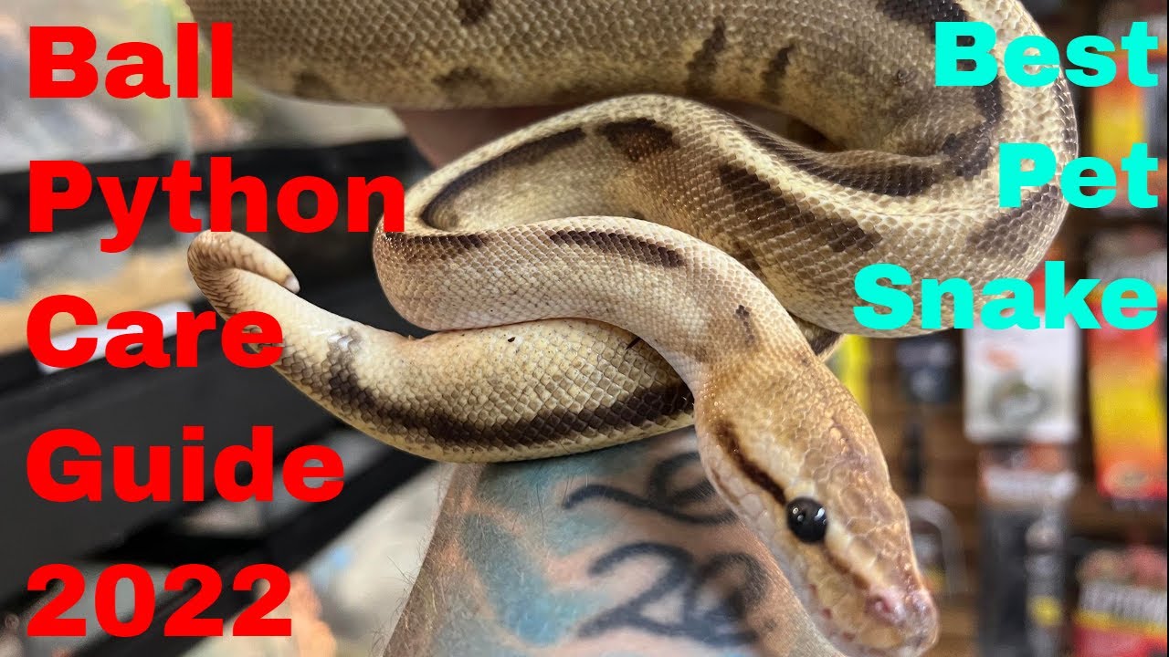 Ball Python Care Guide 2022-The Best Pet Snake