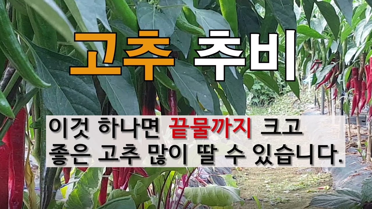 고추 추비 이것 하나면 끝물까지 크고 좋은 고추 많이 딸 수 있습니다.