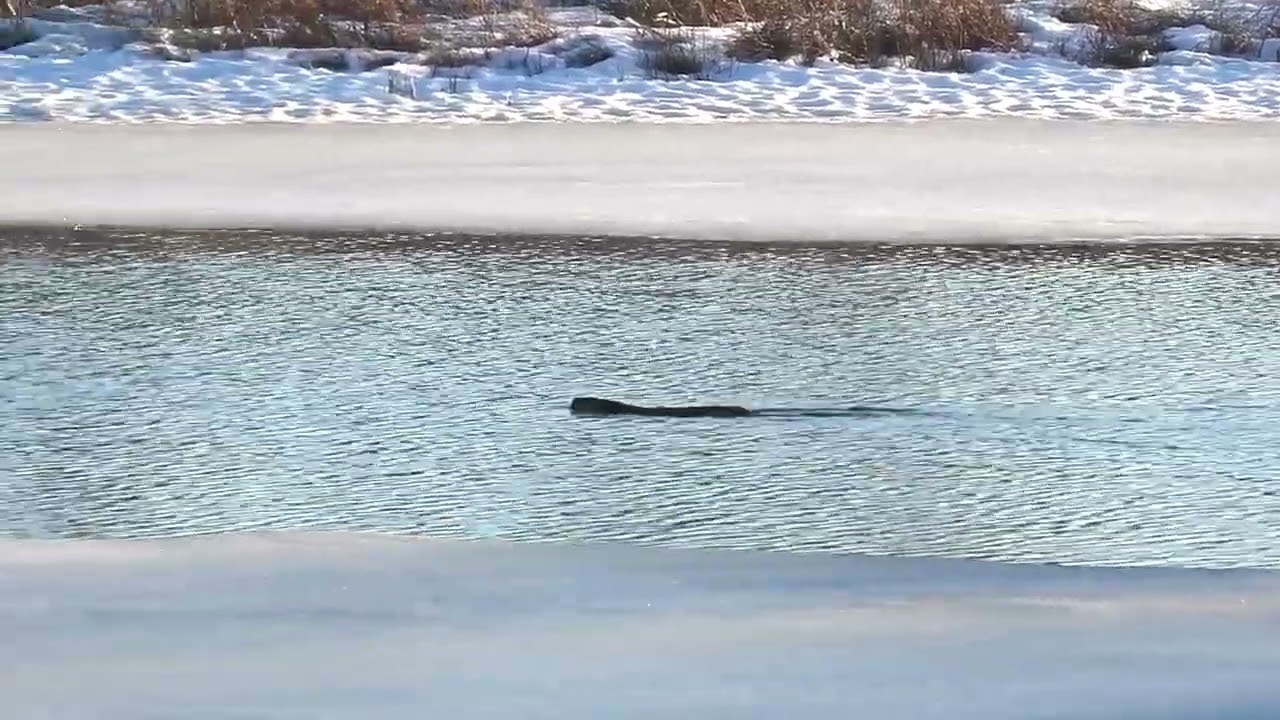 Beaver 10 March 2026