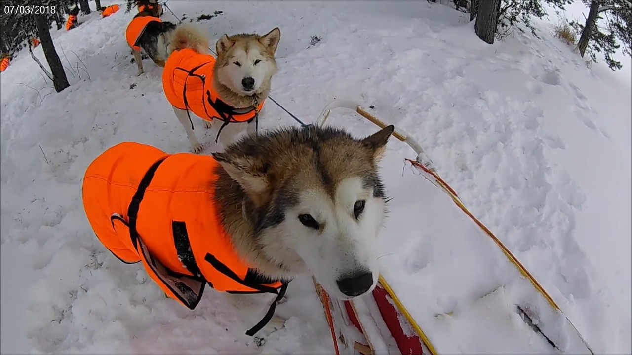 Inari 2018 - Malamut (& Ski) Team, Part 2 - Kahkusaari