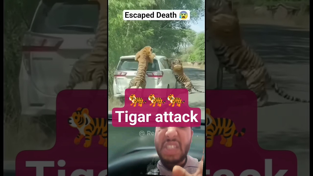 Tiger Attack On Girl 😱 |🐅🐅 Real Shocking Tiger Attack Video | Wildlife Horror 