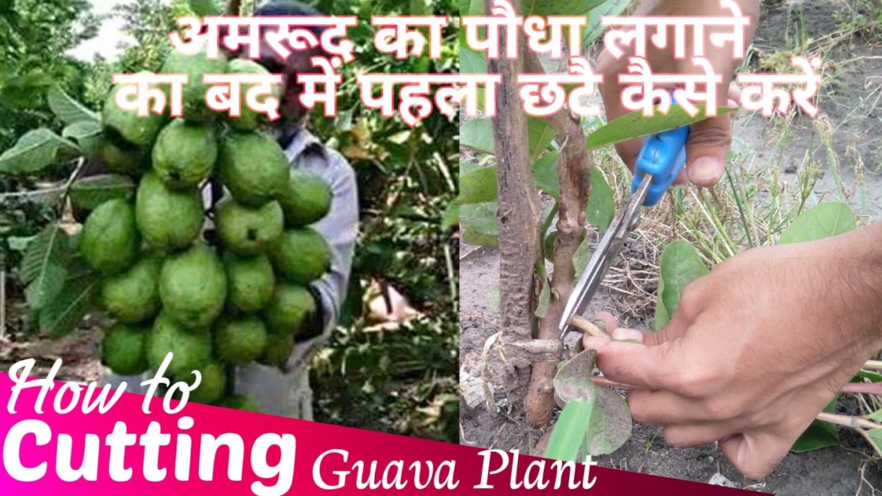 How to make Cutting Guava Plant 1st time After plantation
