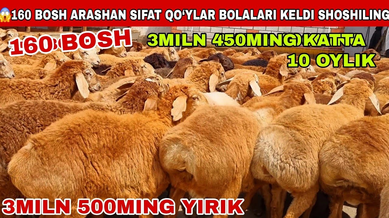😱160 bosh arashan sifat 3miln 450mingdan katta qo’zilar semiz qurbonlika tayyor bo’ladigan 3miln 700