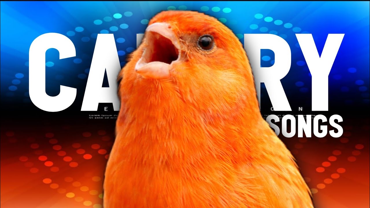 Canary Singing | Canary American Singer Singing for Canary Training | BIRD TRAINING