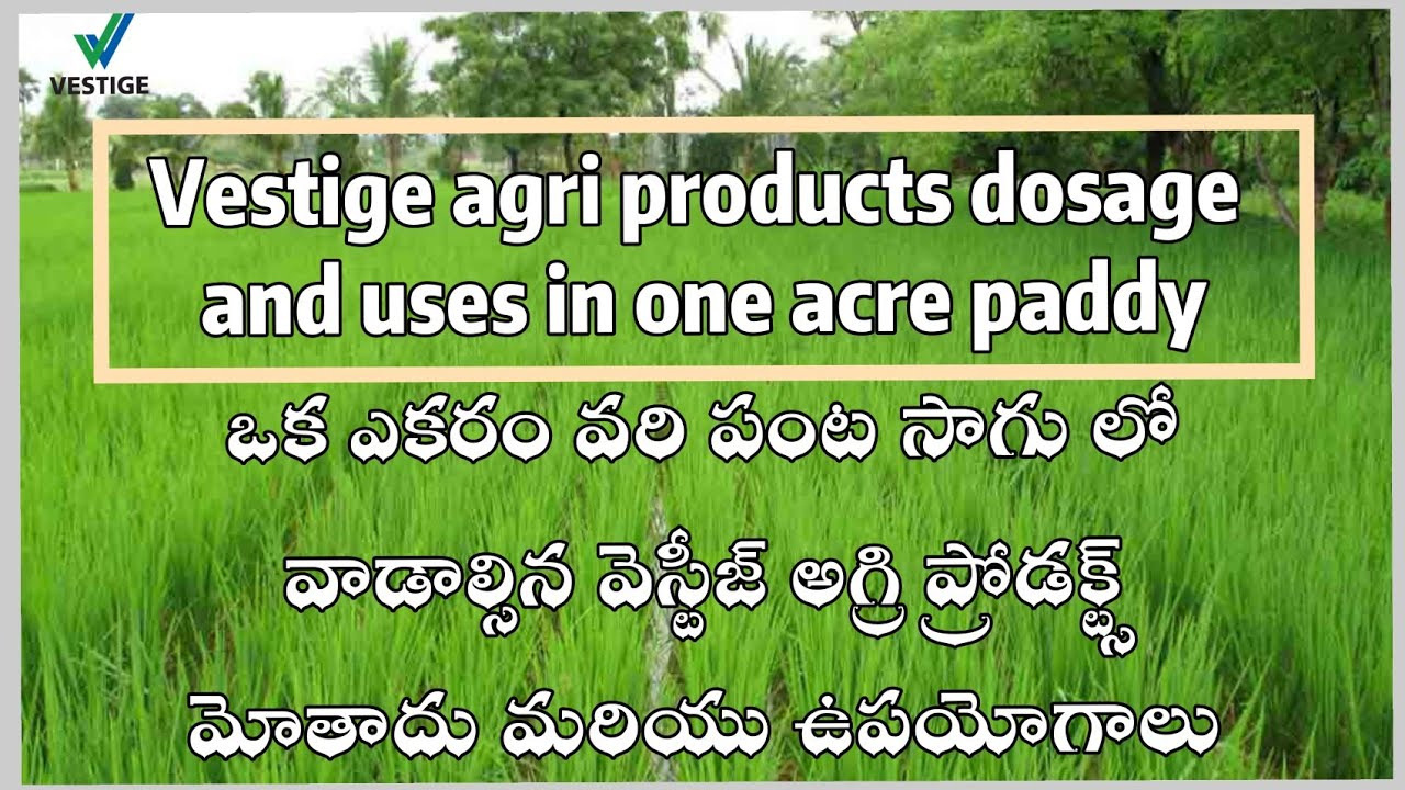 HOW TO USE VESTIGE AGRI PRODUCTS IN PADDY FOR ACRE vestige agri products in paddy