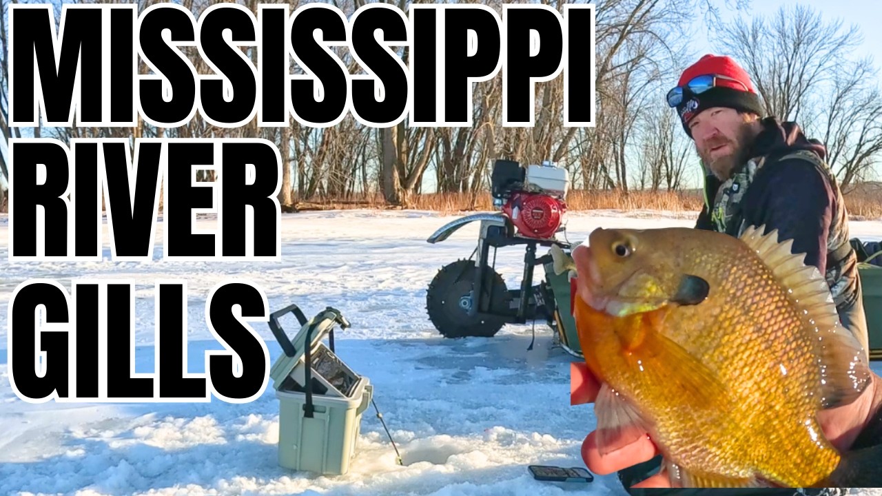 Mississippi Backwater Bluegill Action (Scratcher Boat Adventure)