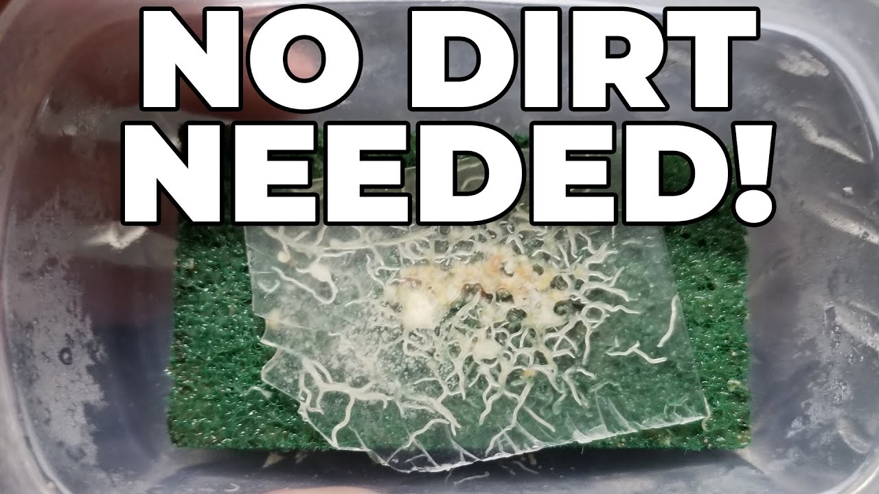 How To Culture Live Grindal Worms Without Dirt!