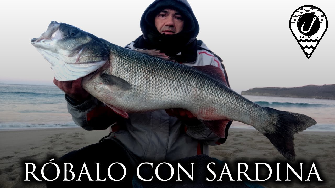 ROBALO CON SARDINA