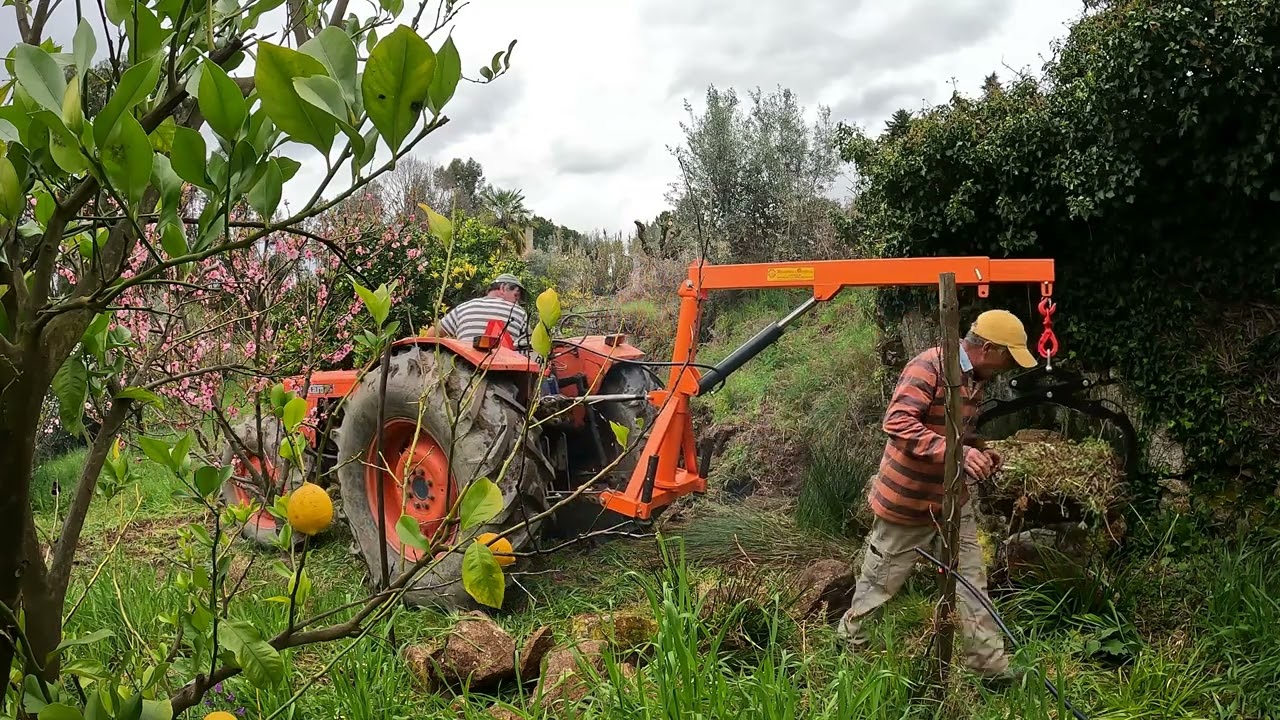 Grua nova, videiras de uva de mesa