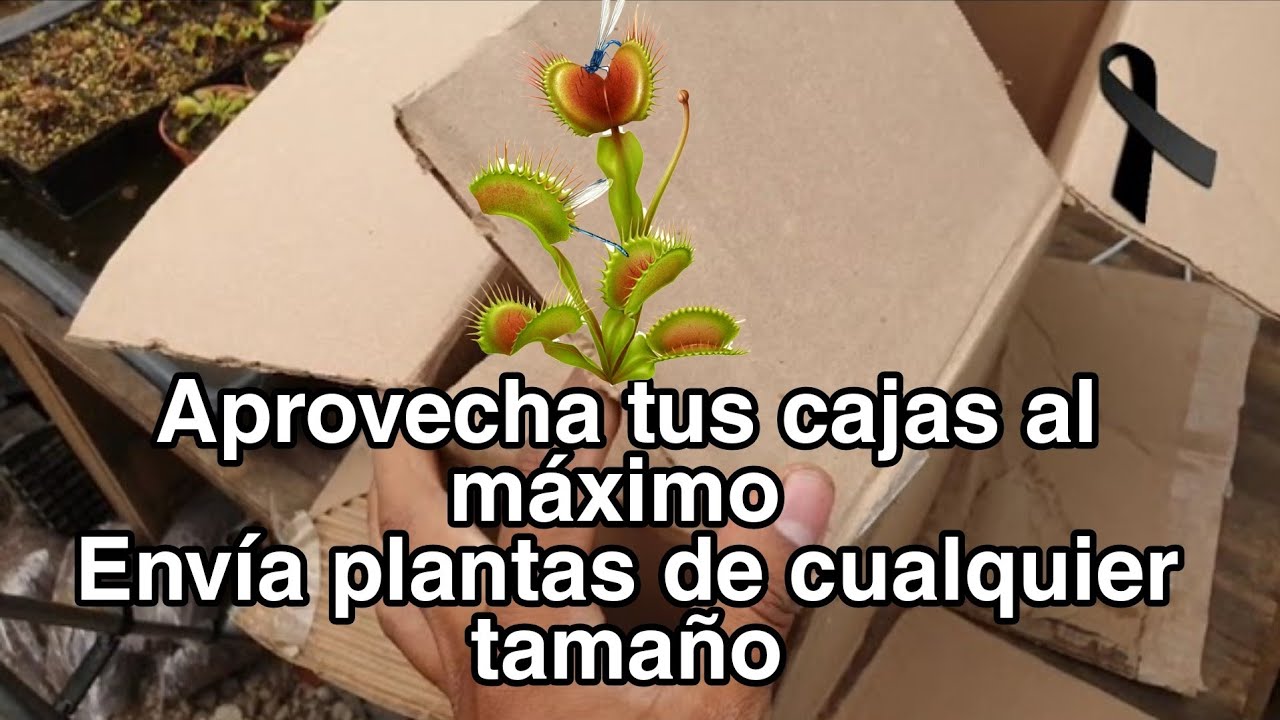 ¿Cómo empacar plantas grandes? -Plantas carnívoras